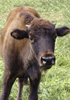 Baby cow of the bison genus